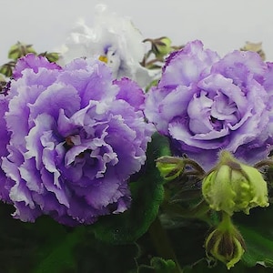 May include: A close-up shot of African violet flowers in shades of purple with white edges. The ruffled petals are in full bloom, set against green foliage and unopened buds. The image highlights the delicate details of the plant.