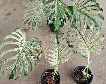 Spider man monstera “amydrium silver” 4” pot (ALL PLANTS
