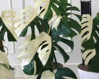 US Seller Musa 'namwa' Mint, Rare Decorated Banana Plant