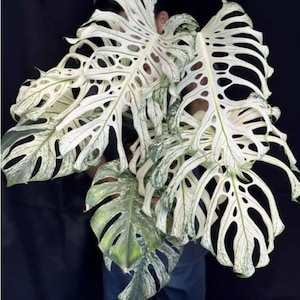 モンステラ デビルモンスター LAST 株！💚🪴 Monstera Deliciosa 'Devil Monster' モンステラ