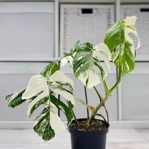 【特価出品】アロカシア マハラニ アルボ斑入り ヴァリエガータ ※鉢のまま発送 特価出品】アロカシア マハラニ アルボ斑入り ヴァリエガータ