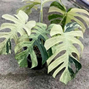 品種保証！Monstera Bulbasaurモンステラ・フシギダネ　 斑入 品種保証！Monstera Bulbasaurモンステラ・フシギダネ 斑入 品種保証