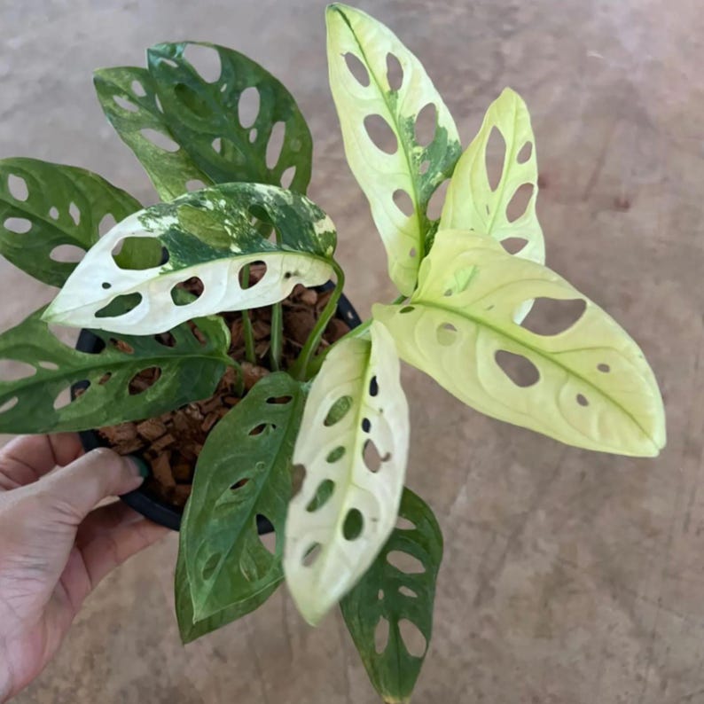 JETWIN77: Akses Mudah Situs Resmi Modal Ceban Login Tanpa VPN Terpercaya image 3