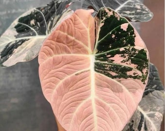 アロカシア ノビリス ピンク“K” ② frome Mason アロカシア ノビリス