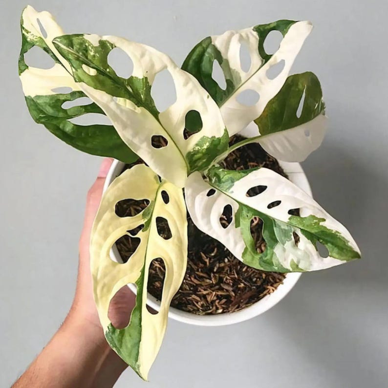 JETWIN77: Akses Mudah Situs Resmi Modal Ceban Login Tanpa VPN Terpercaya image 2