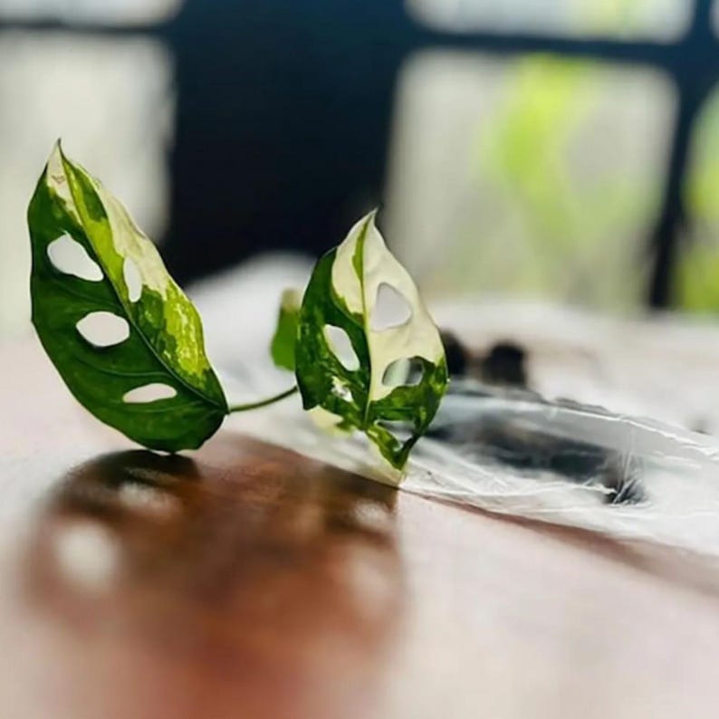 JETWIN77: Akses Mudah Situs Resmi Modal Ceban Login Tanpa VPN Terpercaya image 6