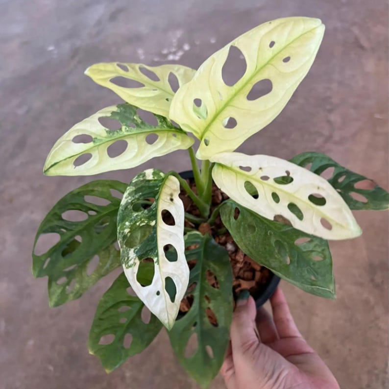 JETWIN77: Akses Mudah Situs Resmi Modal Ceban Login Tanpa VPN Terpercaya image 4