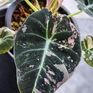 Alocasia black velvet pink variegated - Etsy 日本