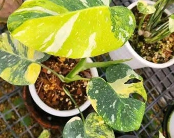 Spider man monstera “amydrium silver” 4” pot (ALL PLANTS