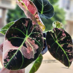 Variegated alocasia melo - Etsy 日本