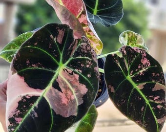 【芋】 アロカシア　シャントリエリ　ピンク　斑入り Alocasia chantrieri pink /アロカシア シャントリエリ ピンク④