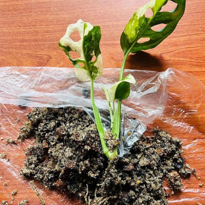 JETWIN77: Akses Mudah Situs Resmi Modal Ceban Login Tanpa VPN Terpercaya image 5