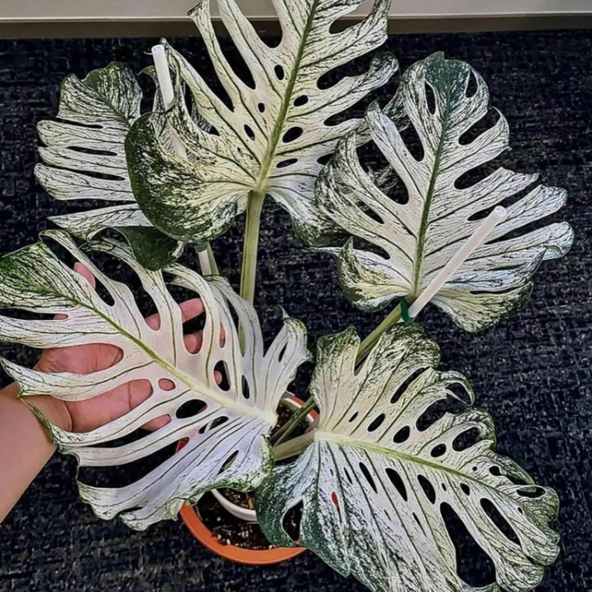 モンステラ デビルモンスター LAST 株！💚🪴 Monstera Deliciosa 'Devil Monster' モンステラ