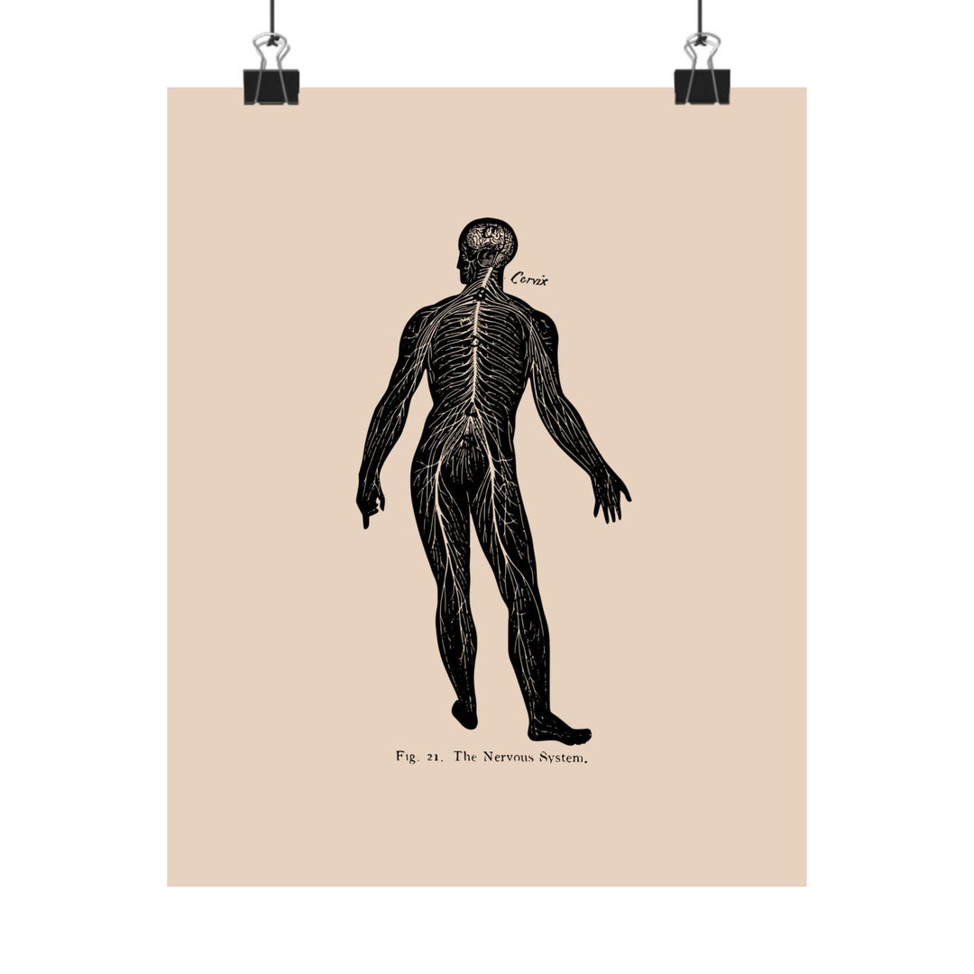 Anatomical Human Nervous System Matte Posters - Etsy