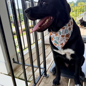 May include: A black dog with a white chest patch wearing a triangular pet bandana. The fabric features a repeating pattern of camping-themed illustrations including brown bears, blue mugs, chocolate chip cookies, pine trees, and s'mores on a white background.