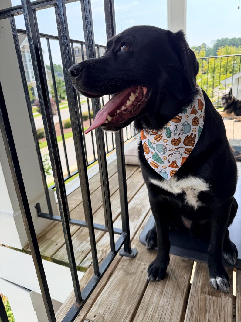 May include: A black dog with a white chest patch wearing a triangular pet bandana. The fabric features a repeating pattern of camping-themed illustrations including brown bears, blue mugs, chocolate chip cookies, pine trees, and s'mores on a white background.