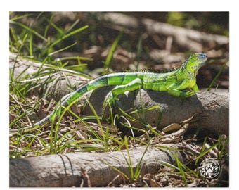 Critter Puzzle - Key West Iguana Photo Jigsaw Puzzle