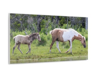 Pony Canvas - Assateague Island Wild Mare and Foal in Salt Marsh Canvas | Photography Wall Art