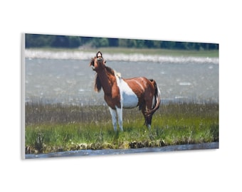 Pony Canvas - Assateague Island Wild Pony in Salt Marsh Canvas | Photography Wall Art