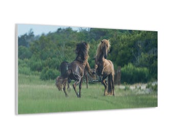 Pony Canvas - Assateague Island Wild Stallions | Photography Wall Art