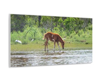 Pony Canvas - Assateague Island Wild Foal in Salt Marsh Canvas | Photography Wall Art