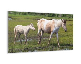 Pony Canvas - Assateague Island Wild Mare and Foal in Salt Marsh Canvas | Photography Wall Art