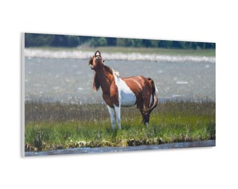 Wild Pony Canvas Art