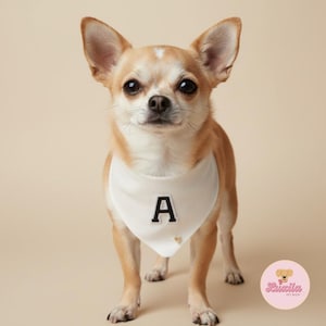 Könnte beinhalten: Ein kleiner, hellbrauner Chihuahua-Hund, der ein weißes Halstuch mit dem schwarzen Buchstaben "A" trägt. Der Hund steht und schaut in die Kamera. Ein kleines goldenes Herz befindet sich auf dem Halstuch.