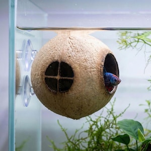 May include: A natural coconut shell aquarium decoration with a round window and a side opening. A blue and red betta fish is visible inside the coconut house. The decoration is attached to the aquarium glass with suction cups.