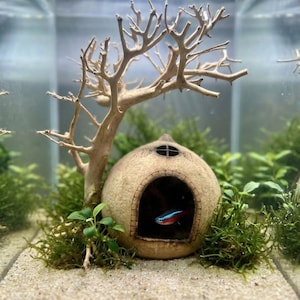 May include: An aquarium scene featuring a decorative, beige, domed fish cave with a small window and a tree-like structure. A small, colorful fish swims inside the cave. The tank is filled with sand, green plants, and water.