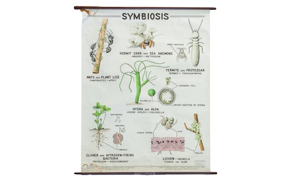 Symbiosis Chart