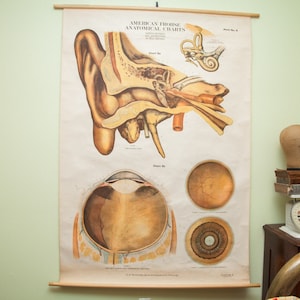 KORTING Amerikaanse Frohse anatomische pulldown-grafiek oog en oor