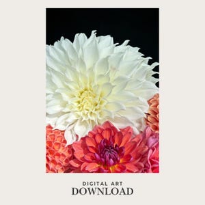 May include: A close-up of a collection of dahlias in full bloom against a black background. The flowers are in shades of white, red, and pink. The text "DIGITAL ART DOWNLOAD" is at the bottom.