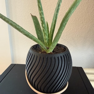 May include: An aloe vera plant with long, pointed, green leaves featuring white spots, potted in a round, matte black planter with a textured, spiraling ribbed pattern and a light-coloured circular base tray. The text AXION LAYER is visible.