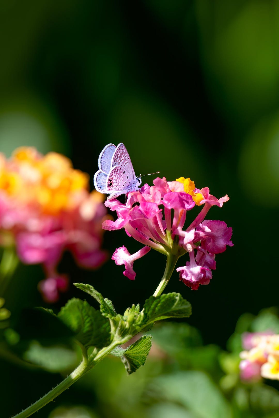 Costa Rican Butterfly - Etsy