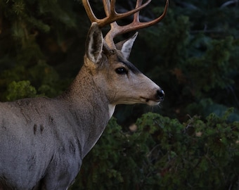 Buck Mule Deer (Photography) ~ Instant Digital Download ~ Wall Art | Nature Art | Wildlife Photography | Nature Photography