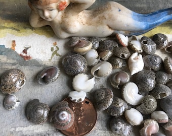 Puede incluir: Una figurita de porcelana de una sirena tumbada sobre una superficie blanca con un montón de pequeñas conchas marrones y blancas. Un centavo de cobre está en el centro del montón de conchas.