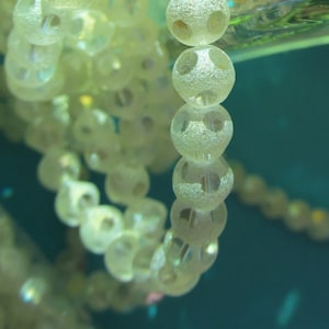 65 Polka Dotted Creamy Light Ginger Yellow  Glass  Beads