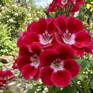 May include: A cluster of vibrant deep red geranium flowers with prominent white centers. Each blossom features five rounded petals with delicate veining. The flowers are arranged in a dense, rounded head atop green stems with lush foliage.