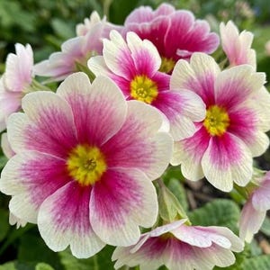 May include: Close-up of primrose flowers with white petals edged in pink, surrounding a yellow center. The flowers are in full bloom, with green leaves in the background. The image is well-lit, showcasing the vibrant colors and textures of the flowers.