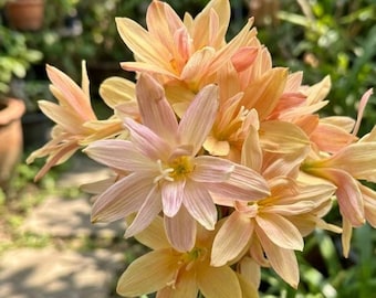 2 Bulbs Rain Lily Bulbs Easy Grow Mounding Peach Apricot Sunset Zephyranthes