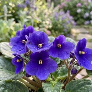 May include: A cluster of vibrant deep purple African violet flowers with five rounded petals each and a bright yellow center. The blossoms are surrounded by thick, fuzzy, dark green leaves with a slightly scalloped edge, showing a natural texture.