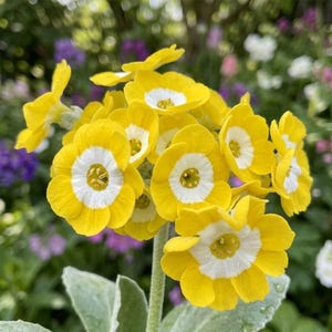 Auricula Seeds - Etsy