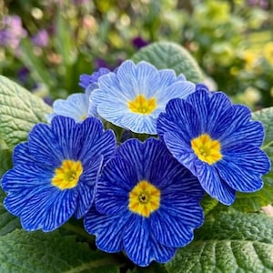 K&ouml;nnte beinhalten: Nahaufnahme von leuchtend blauen Primelbl&uuml;ten mit gelben Zentren. Die Bl&uuml;tenbl&auml;tter weisen ein gestreiftes Muster auf, umgeben von gr&uuml;nen Bl&auml;ttern. Das Bild zeigt die Sch&ouml;nheit der Fr&uuml;hlingsbl&uuml;ten.