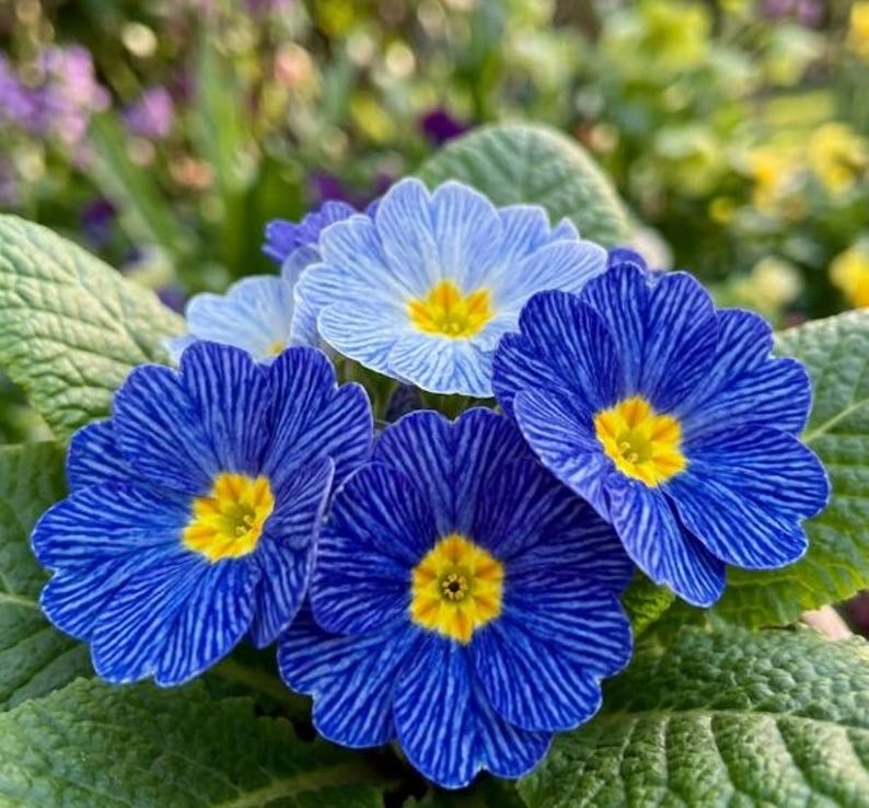 K&ouml;nnte beinhalten: Nahaufnahme von leuchtend blauen Primelbl&uuml;ten mit gelben Zentren. Die Bl&uuml;tenbl&auml;tter weisen ein gestreiftes Muster auf, umgeben von gr&uuml;nen Bl&auml;ttern. Das Bild zeigt die Sch&ouml;nheit der Fr&uuml;hlingsbl&uuml;ten.