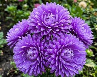 30 Packs China Aster Seeds - Vibrant Purple Double Blooms, High-Yield Summer Flowers for Cutting Gardens and Borders