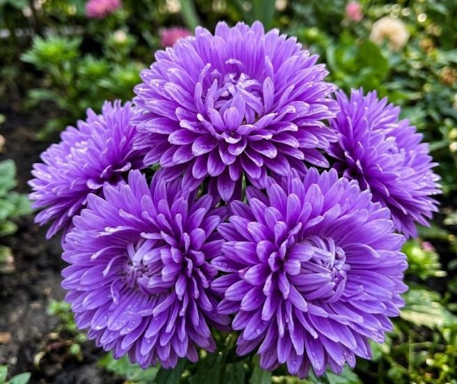China Flowers - Etsy