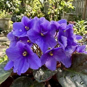 May include: A cluster of vibrant purple African violet flowers with yellow centers and water droplets. The flowers are in full bloom, surrounded by dark green and purple leaves, creating a lush, natural display.