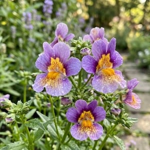May include: A cluster of Nemesia flowers featuring five-petaled blooms with light purple edges and a vibrant yellow-orange center with dark speckles. The petals are covered in tiny water droplets, and the flowers grow on green stems with leaves.