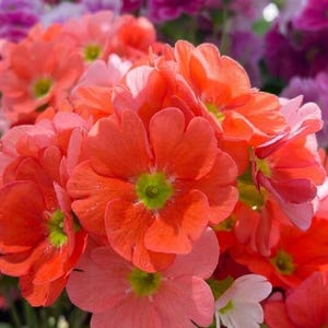 May include: Close-up of vibrant orange and pink primrose flowers with green centers. The petals have a heart-shaped appearance, creating a lush and colorful display. Other flowers in shades of pink and purple are visible in the background.